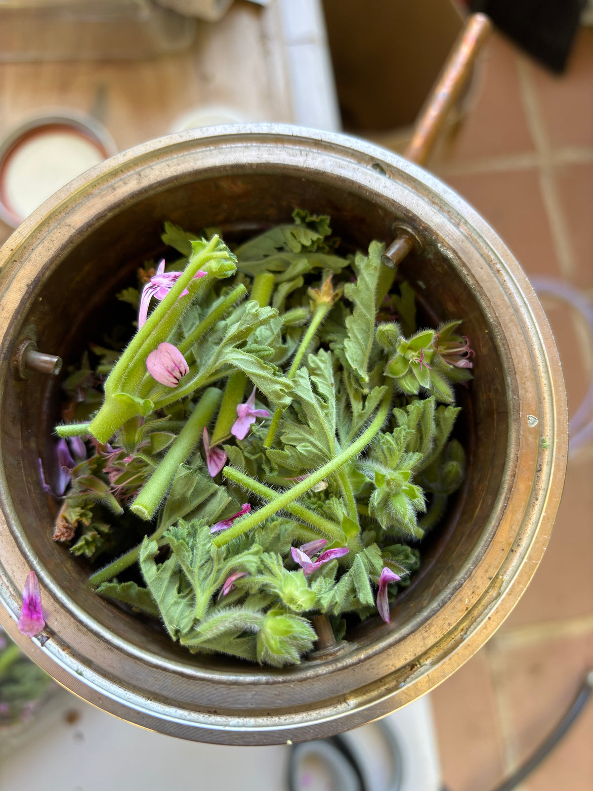 Rose Geranium Hydrosol