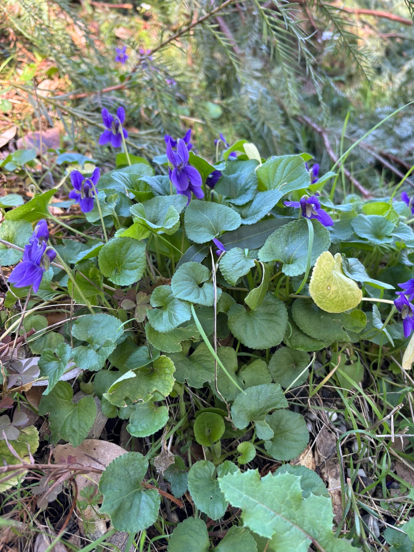 Sweet Violet Flower Nectar