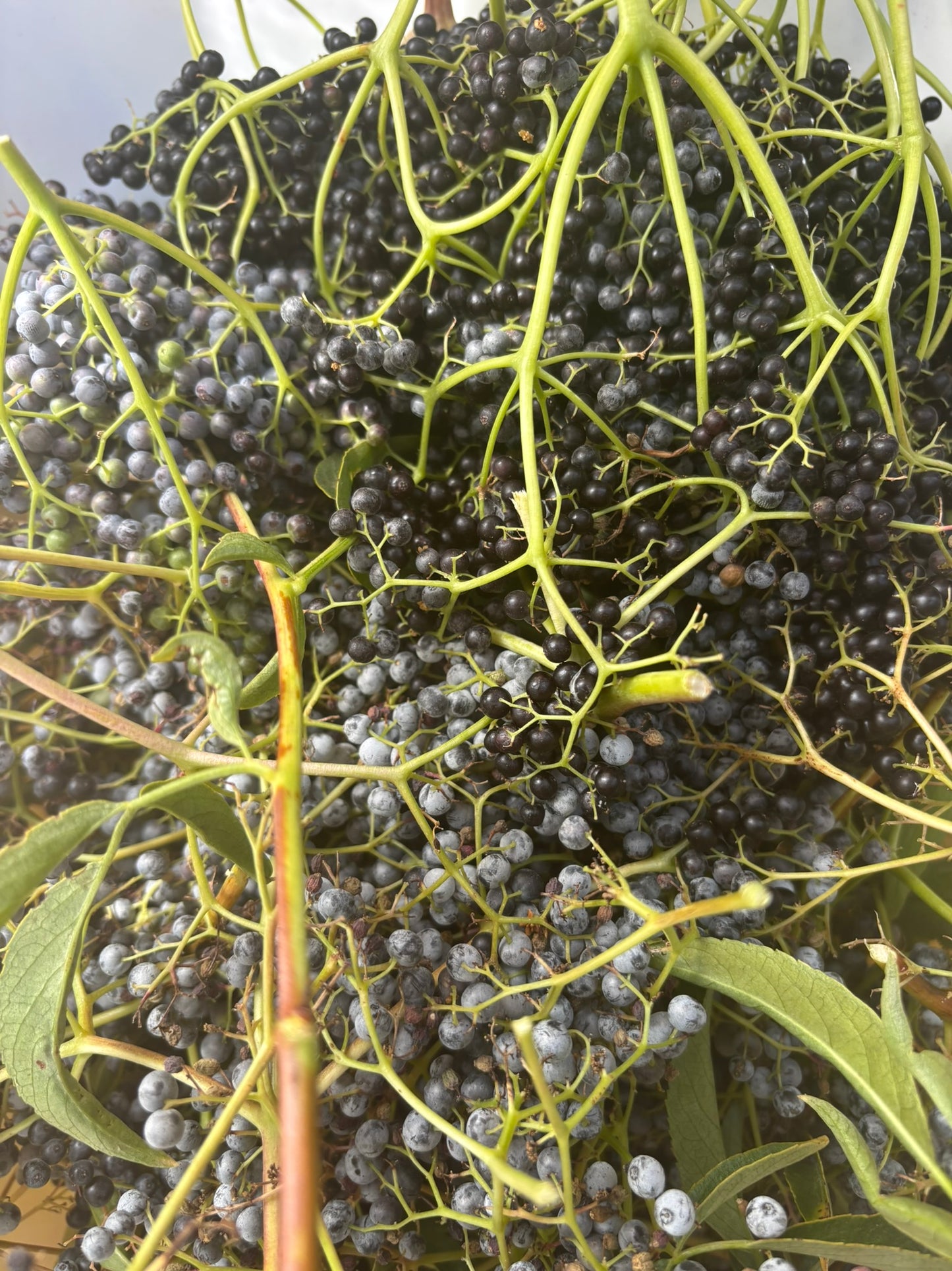 Elderberry Syrup