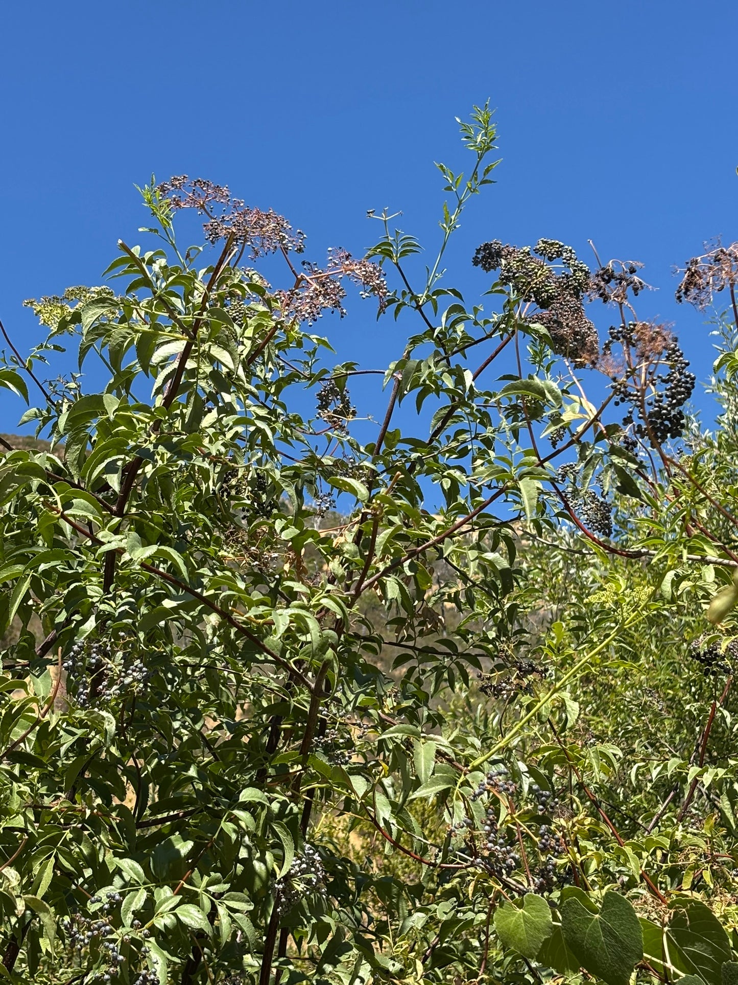 Elderberry Syrup