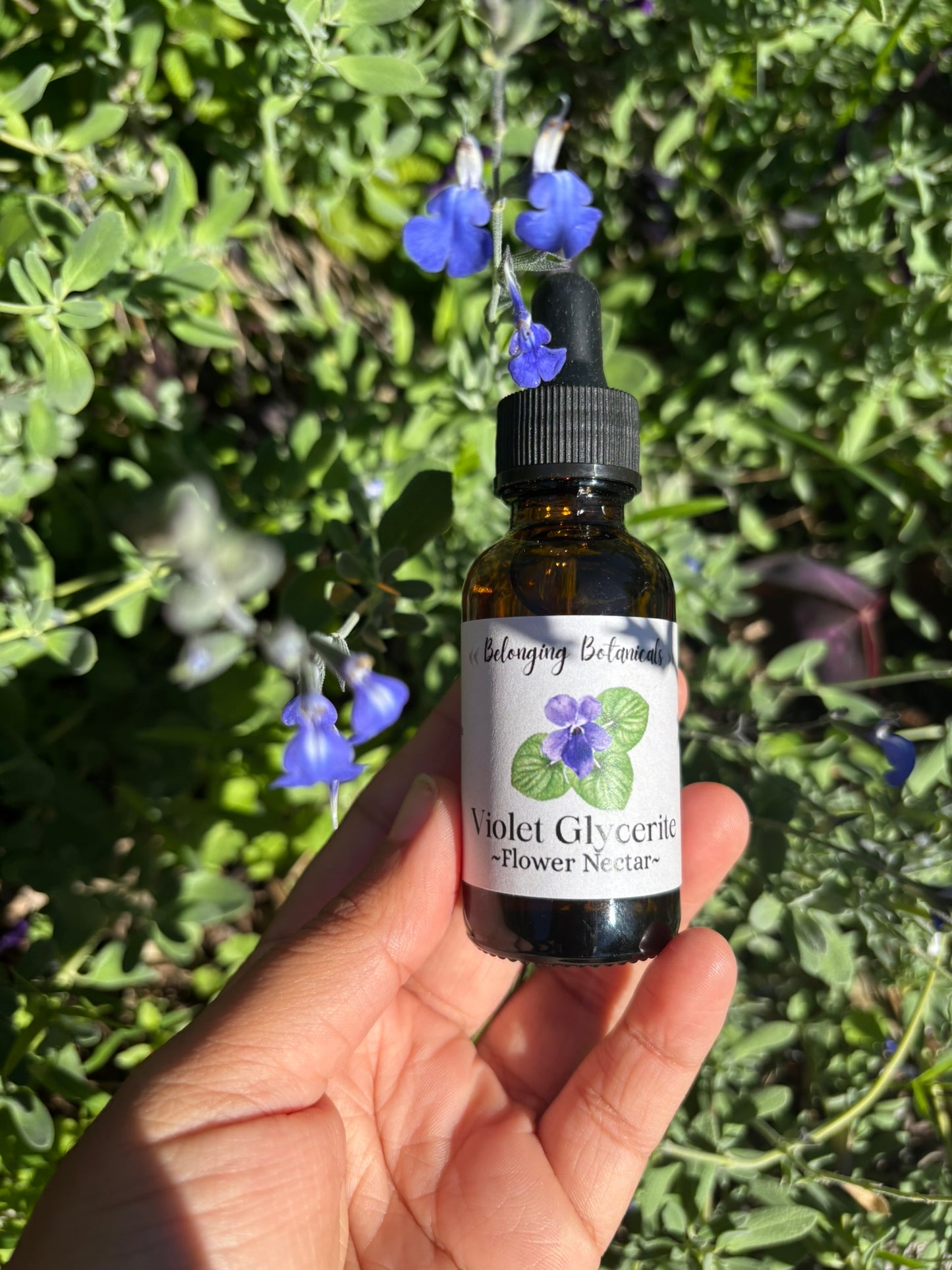 Sweet Violet Flower Nectar