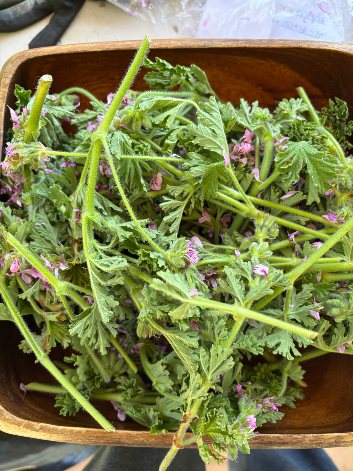 Rose Geranium Hydrosol