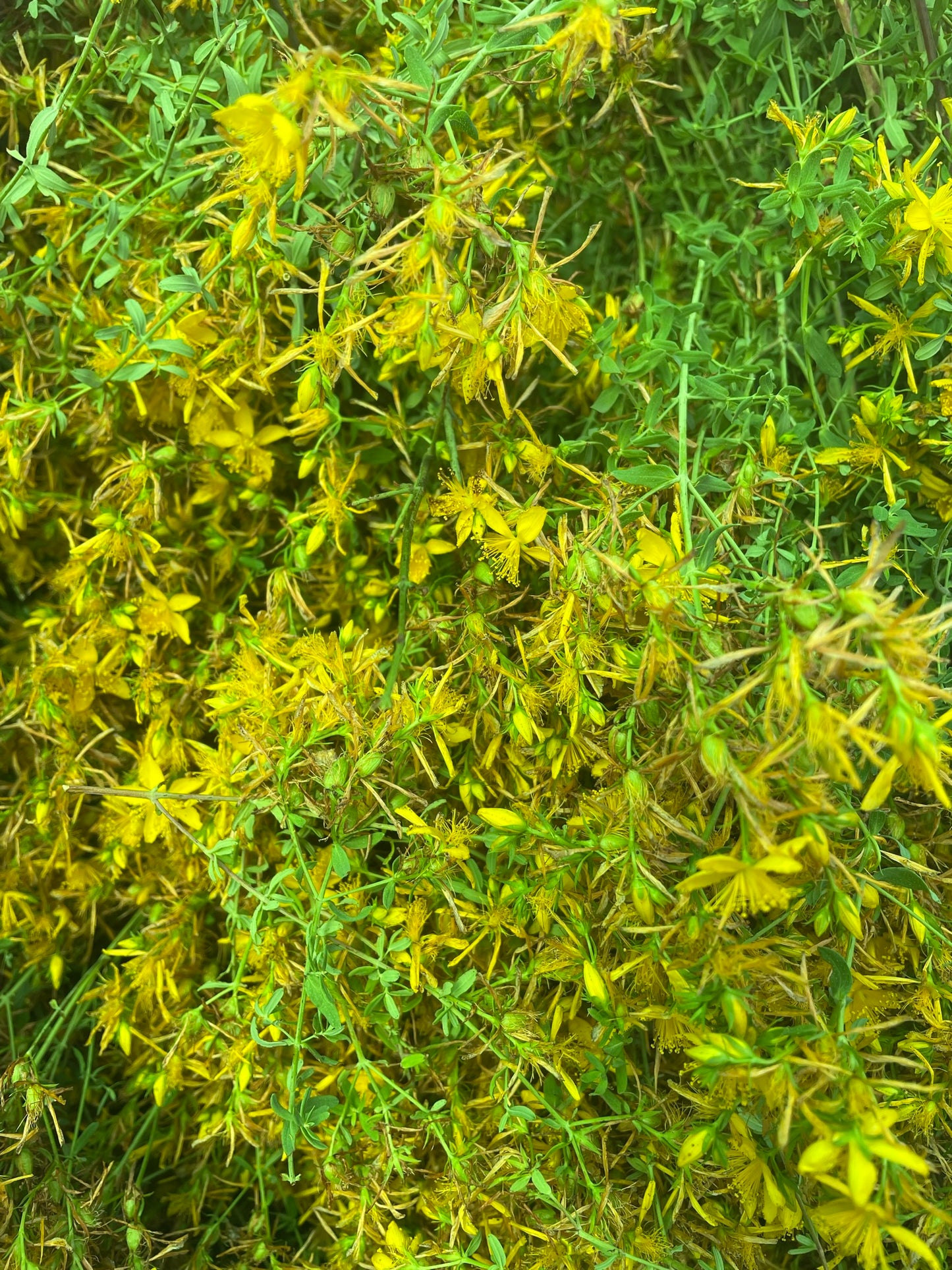 St Johns Wort Oil
